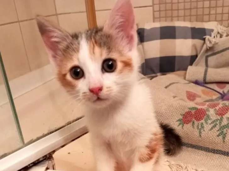Chaton femelle tricolore en attente d'adoption