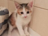 Chaton femelle tricolore en attente d'adoption