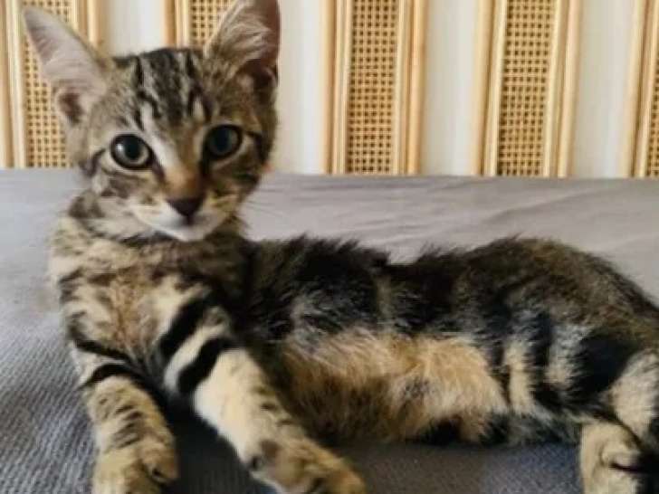 Chaton mâle tigré en attente d’un foyer