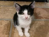 Chaton mâle noir et blanc à accueillir