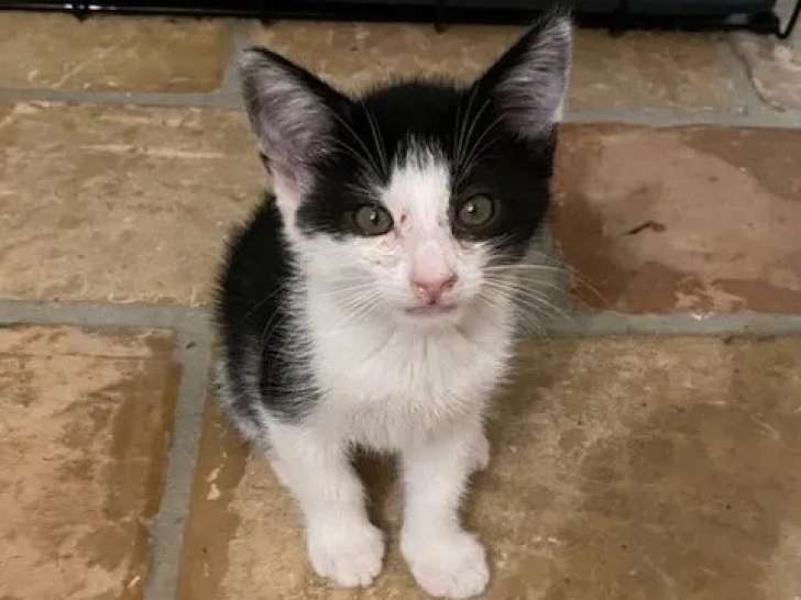 Chaton mâle noir et blanc à accueillir