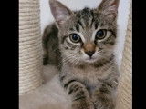 Chatonne tigrée grise en quête d'un foyer