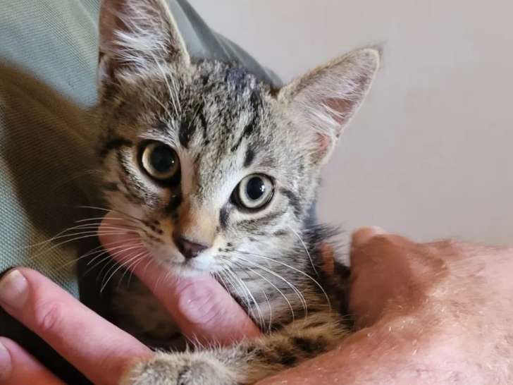 Chatonne tigrée grise en quête d'un foyer