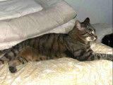 Adoption disponible : chatte de 3 ans