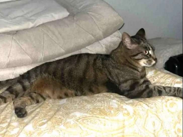 Adoption disponible : chatte de 3 ans