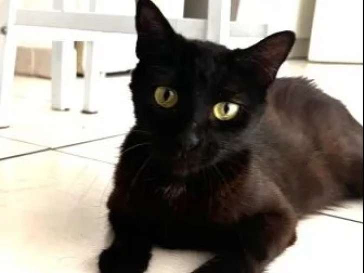 Chatte de 2 ans à la recherche d’un foyer