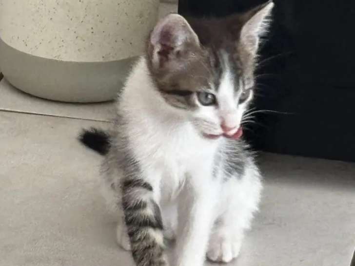À adopter, chaton mâle de 2 mois