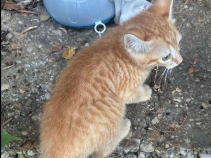 Disponible à l'adoption, chaton mâle tigré roux