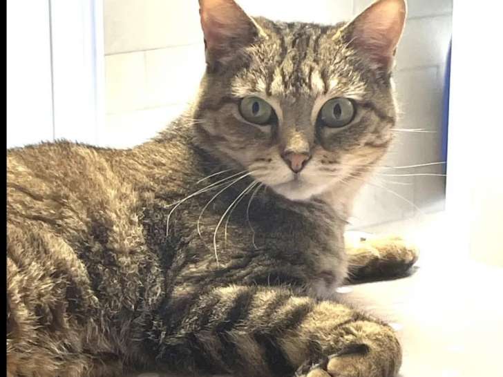 En attente d'adoption, chatte de 6 ans