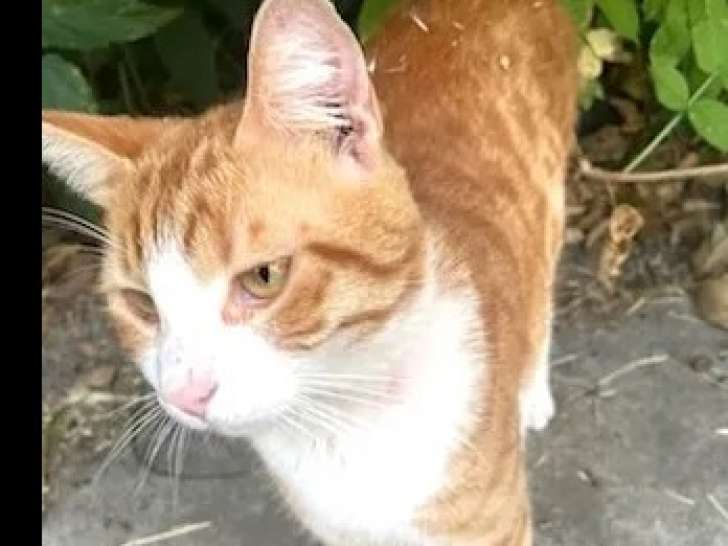 Prêt pour l'adoption, chaton mâle roux et blanc