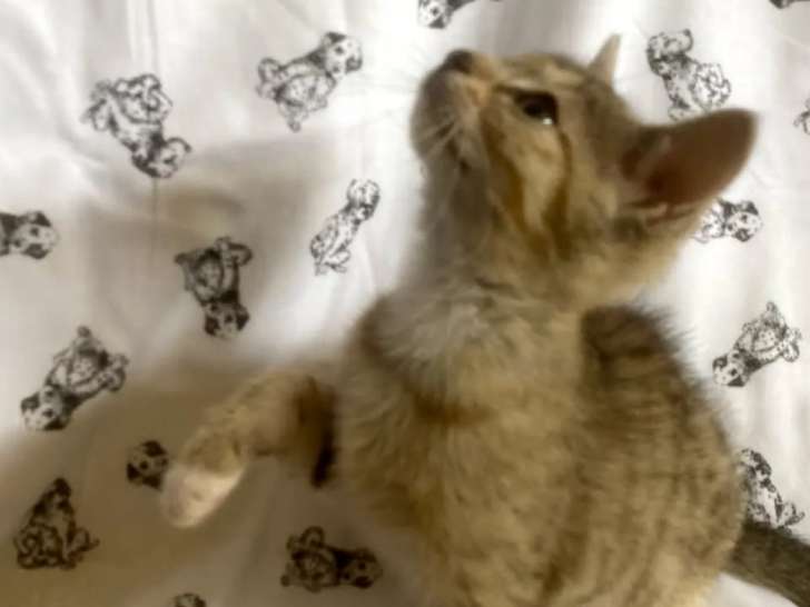 Adoption disponible : chaton mâle tigré