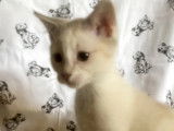 À la recherche d'un foyer, chaton mâle beige