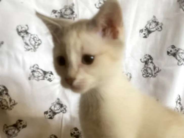 À la recherche d'un foyer, chaton mâle beige