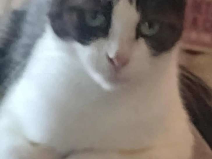 À adopter : chaton femelle de 6 mois