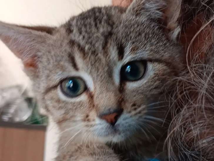 Disponible à l'adoption : chaton femelle tigré