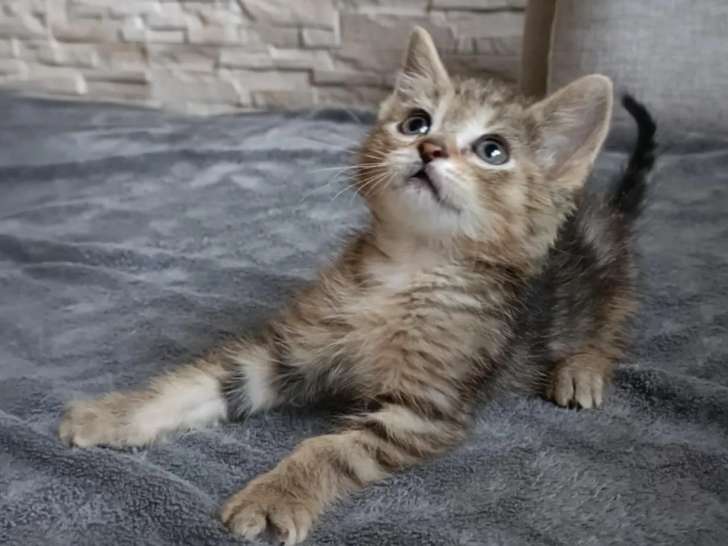 En attente d'adoption : chaton mâle de 2 mois