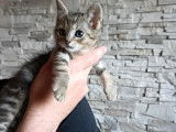 En attente d'adoption : chaton mâle de 2 mois