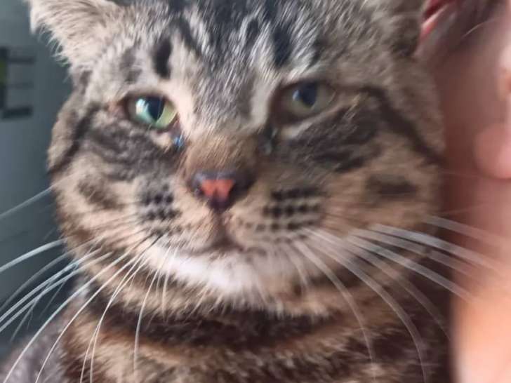 Prêt pour l'adoption : chat d'un an