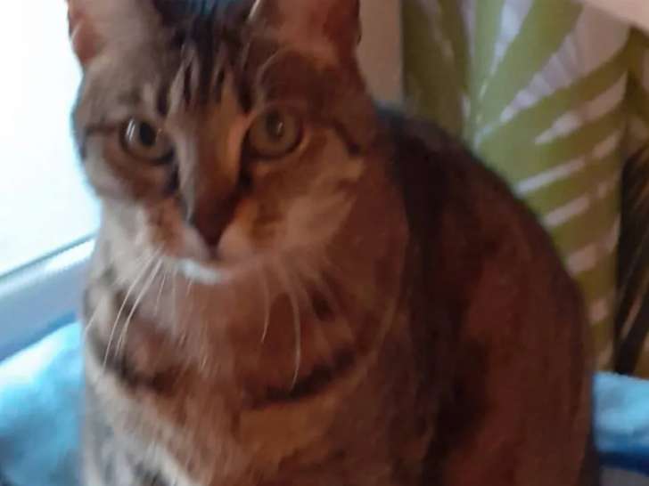 En attente d’une famille : chatte de 11 ans