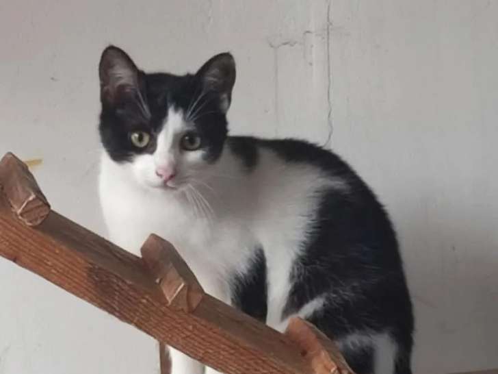 À accueillir : chaton mâle noir et blanc