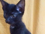 Almiel, chatonne noire à adopter
