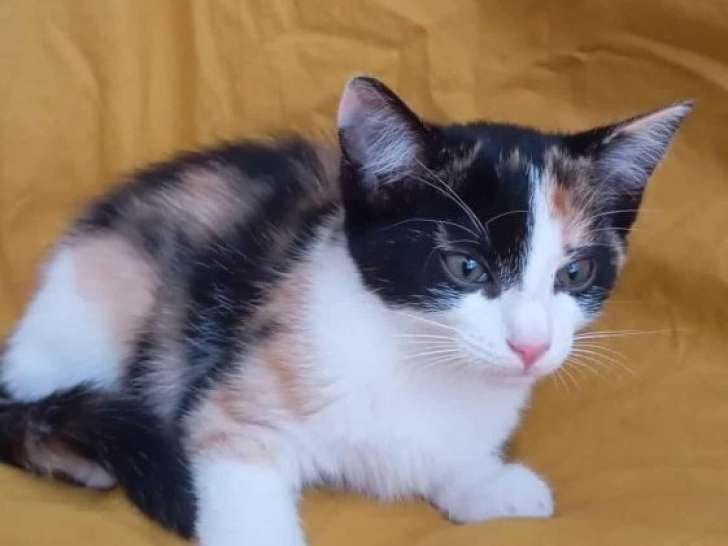 Arwen, chatonne tricolore à adopter