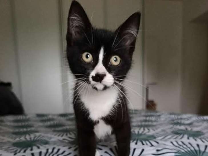 Aribo, chaton noir et blanc à adopter
