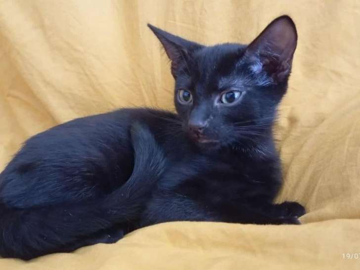 Aragorn, chaton noir à adopter