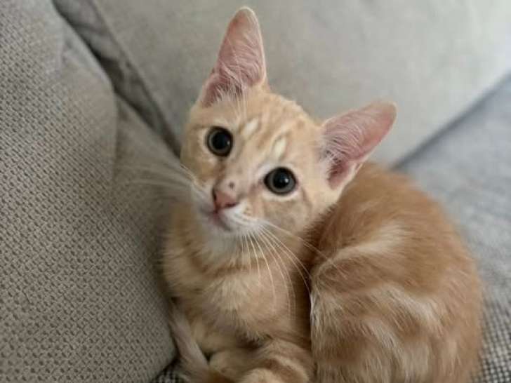 Potter, chaton roux tigré à adopter