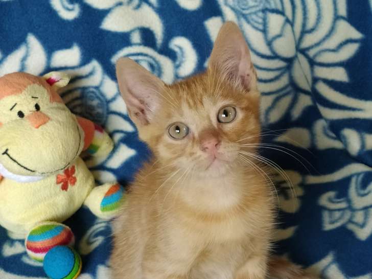 Sherlock, chaton roux tigré à adopter