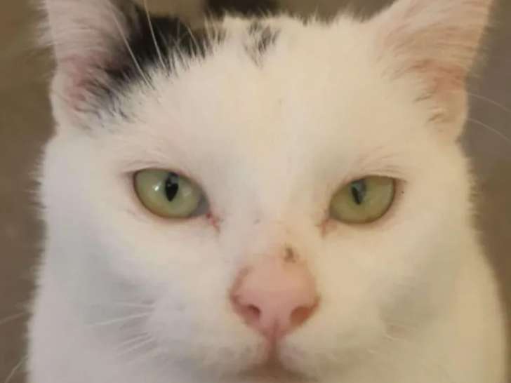 Adoption disponible : chat d'un an