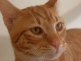 À la recherche d’un foyer : chat au pelage roux