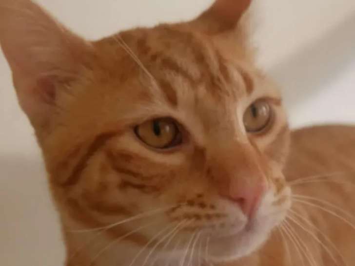 À la recherche d’un foyer : chat au pelage roux