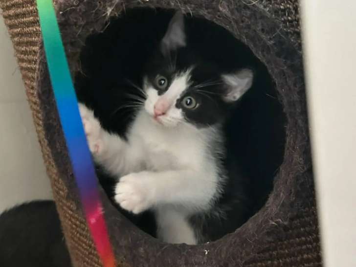 Chaton mâle noir et blanc à adopter