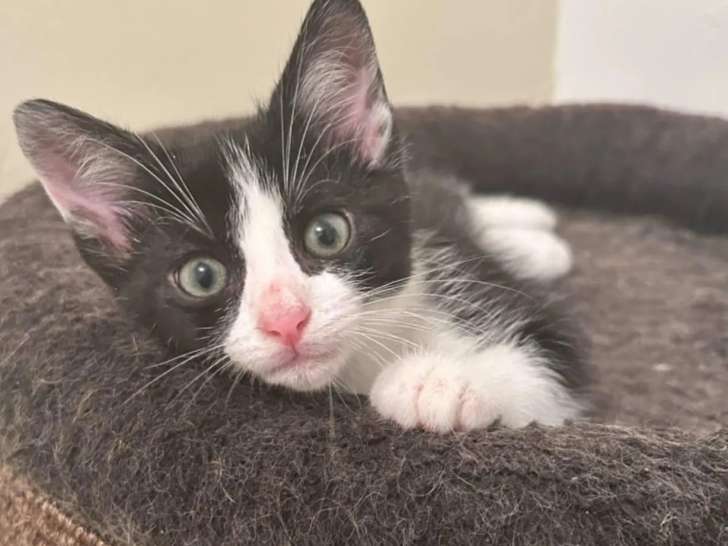 Chaton mâle de 3 mois disponible à l'adoption