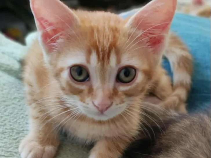 Chaton mâle tigré roux en attente d'adoption