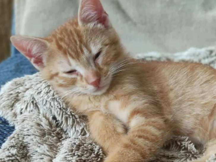 Chaton mâle de 2 mois prêt pour l'adoption