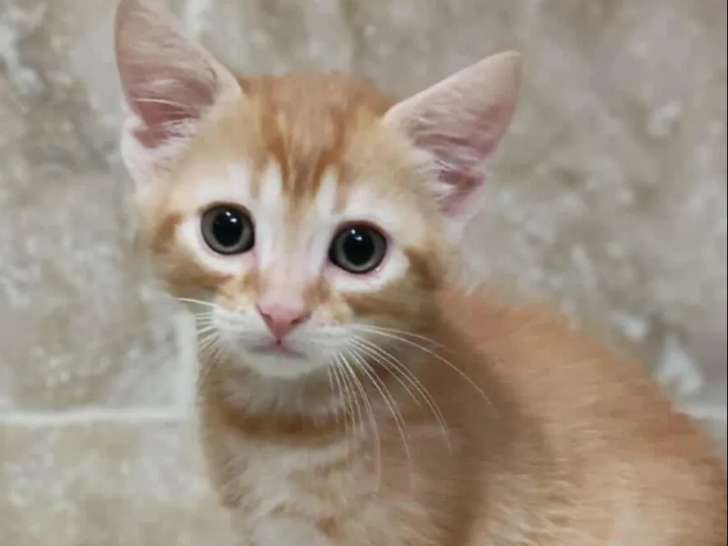 Chaton mâle de 2 mois en attente d’un foyer
