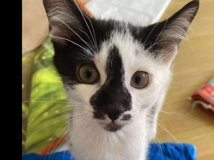 Chaton mâle de 3 mois à accueillir