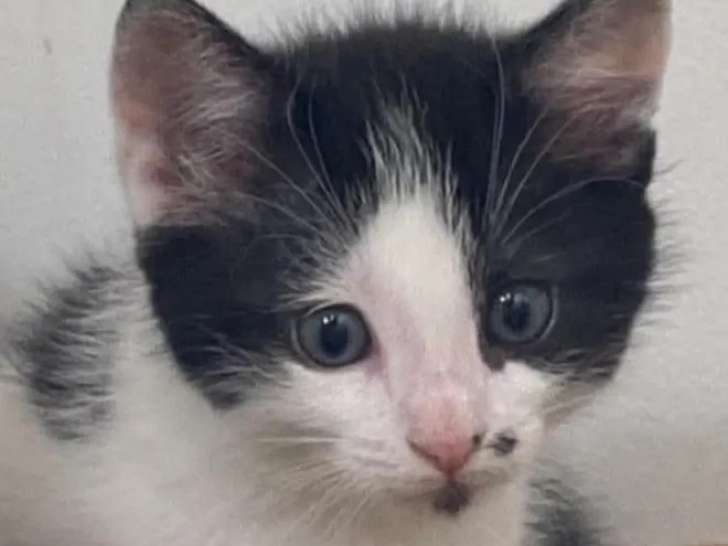 Chaton mâle blanc avec marque noire en quête d'une famille