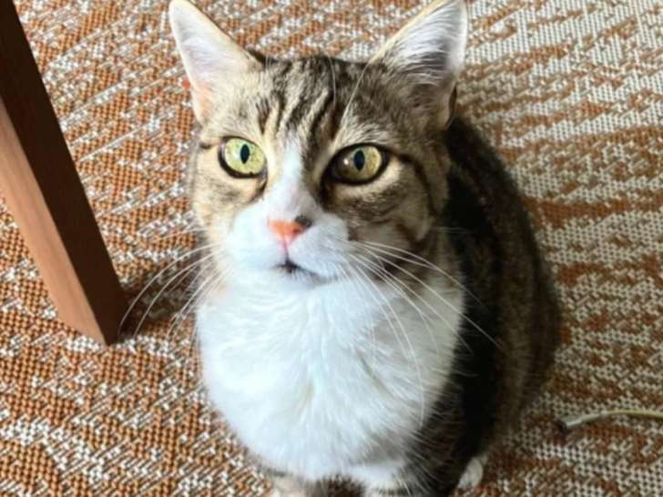 Adoption disponible : chatte tigrée blanche