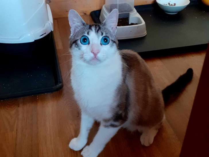 Chat de 2 ans à la recherche d’une famille