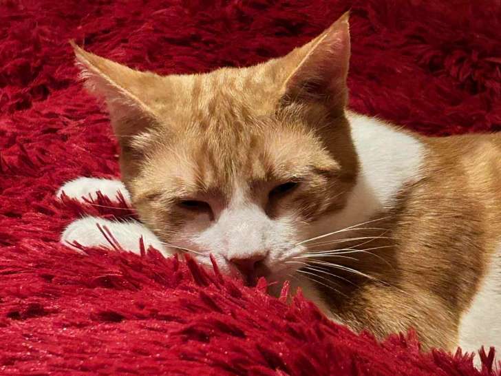 À adopter, chat roux et blanc