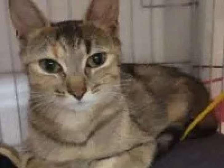 Disponible à l'adoption, chatte d'un an