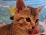 En attente d'adoption, chaton femelle tigré