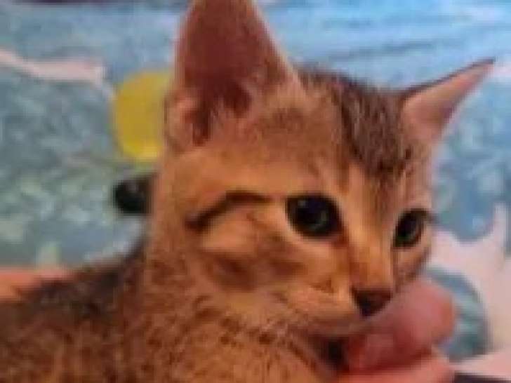 En attente d'adoption, chaton femelle tigré