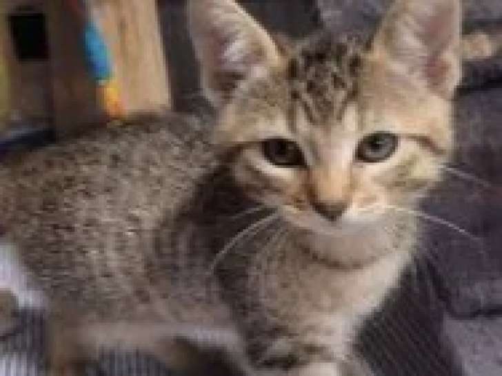 Prêt pour l’adoption, chaton femelle de 2 mois