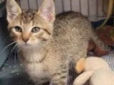 Prêt pour l’adoption, chaton femelle de 2 mois