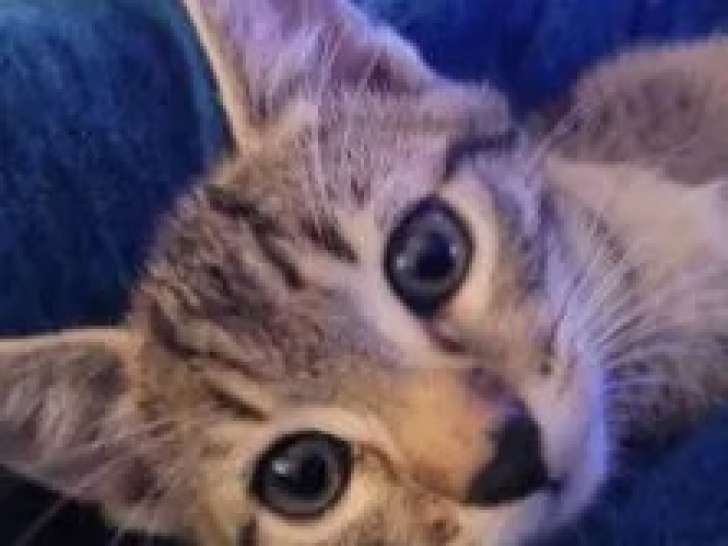 En attente d'une famille, chaton mâle de 2 mois