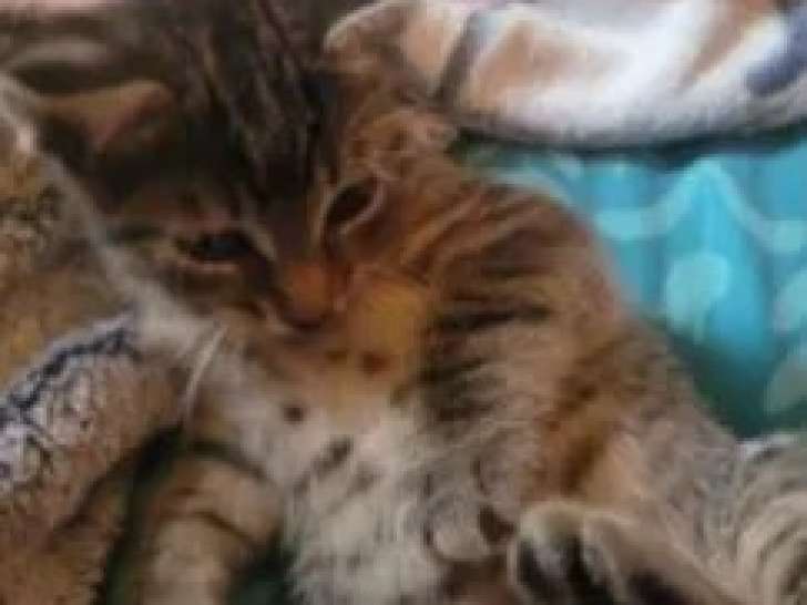 À accueillir, chaton mâle tigré